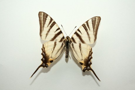 Motýli (64)
