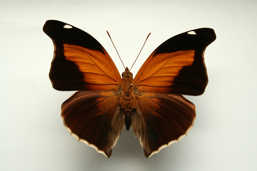 Motýli (35)