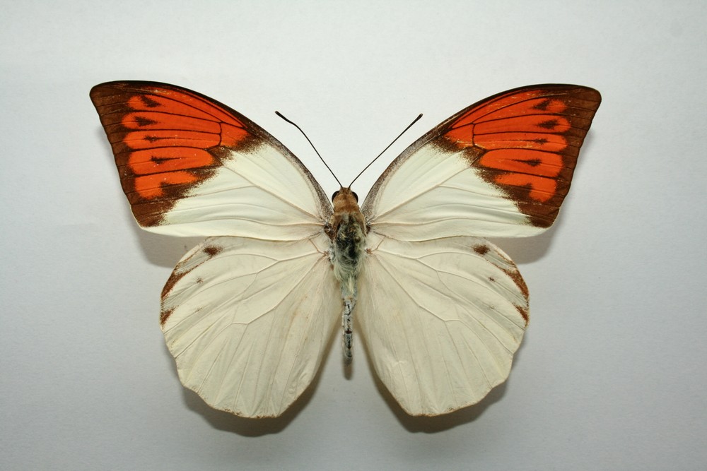 Motýli (41)