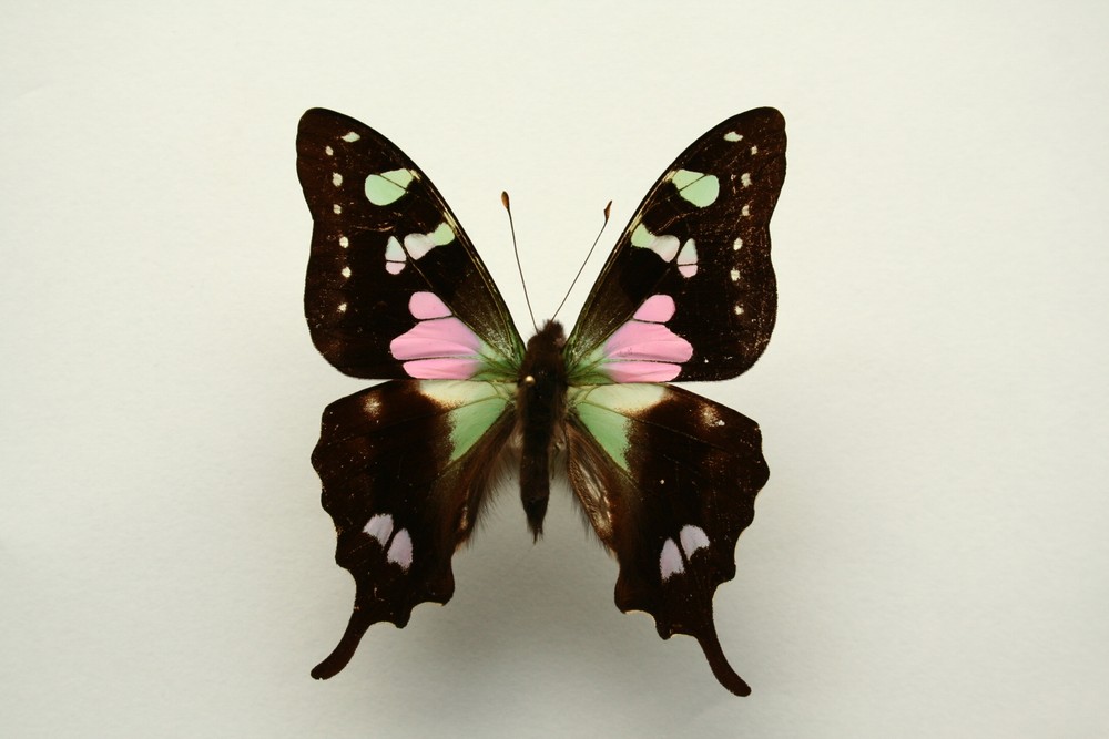 Motýli (63)
