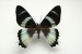 Motýli (33)
