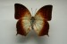 Motýli (34)