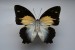 Motýli (36)