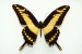 Motýli (37)