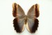Motýli (42)