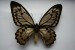 Motýli (46)