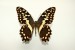 Motýli (56)