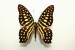 Motýli (61)